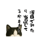 実はおしゃべりなオタ猫（個別スタンプ：16）