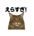 【褒め上手】リアル可愛いメインクーン（個別スタンプ：2）