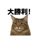 【褒め上手】リアル可愛いメインクーン（個別スタンプ：3）