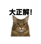 【褒め上手】リアル可愛いメインクーン（個別スタンプ：4）