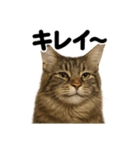 【褒め上手】リアル可愛いメインクーン（個別スタンプ：5）
