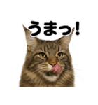 【褒め上手】リアル可愛いメインクーン（個別スタンプ：7）