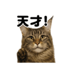 【褒め上手】リアル可愛いメインクーン（個別スタンプ：8）