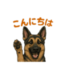 押しワン☆シェパード かしこカワイイ！（個別スタンプ：1）