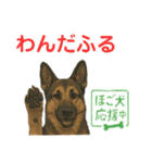 押しワン☆シェパード かしこカワイイ！（個別スタンプ：18）