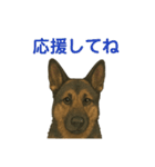 押しワン☆シェパード かしこカワイイ！（個別スタンプ：19）