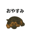 押しワン☆シェパード かしこカワイイ！（個別スタンプ：26）