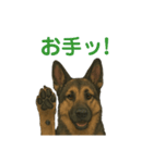 押しワン☆シェパード かしこカワイイ！（個別スタンプ：32）