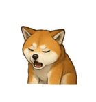秋田犬★表情豊かなスタンプ（文字無し）（個別スタンプ：27）
