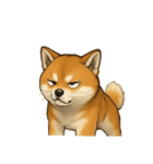 秋田犬★表情豊かなスタンプ（文字無し）（個別スタンプ：31）