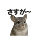 【褒め上手】リアルすぎるチンチラの一言（個別スタンプ：9）