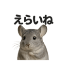 【褒め上手】リアルすぎるチンチラの一言（個別スタンプ：10）