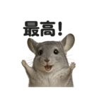 【褒め上手】リアルすぎるチンチラの一言（個別スタンプ：11）