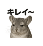 【褒め上手】リアルすぎるチンチラの一言（個別スタンプ：13）