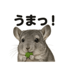 【褒め上手】リアルすぎるチンチラの一言（個別スタンプ：14）