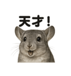 【褒め上手】リアルすぎるチンチラの一言（個別スタンプ：15）