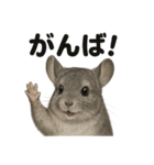 【褒め上手】リアルすぎるチンチラの一言（個別スタンプ：16）
