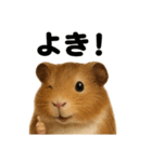 【褒め上手】リアルすぎるモルモット（個別スタンプ：2）