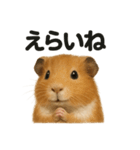 【褒め上手】リアルすぎるモルモット（個別スタンプ：6）