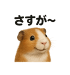 【褒め上手】リアルすぎるモルモット（個別スタンプ：8）