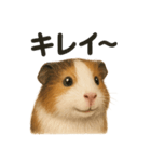 【褒め上手】リアルすぎるモルモット（個別スタンプ：11）