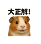 【褒め上手】リアルすぎるモルモット（個別スタンプ：16）
