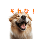笑ってごまかす犬スタンプ vol.1（個別スタンプ：8）