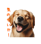 笑ってごまかす犬スタンプ vol.1（個別スタンプ：12）