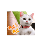 可愛く動くにゃ！短足だっていいじゃん♪（個別スタンプ：1）