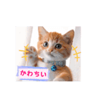 可愛く動くにゃ！短足だっていいじゃん♪（個別スタンプ：2）