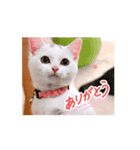 可愛く動くにゃ！短足だっていいじゃん♪（個別スタンプ：4）