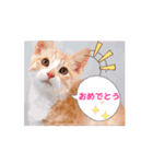 可愛く動くにゃ！短足だっていいじゃん♪（個別スタンプ：5）