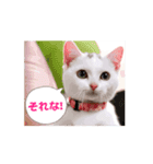 可愛く動くにゃ！短足だっていいじゃん♪（個別スタンプ：7）