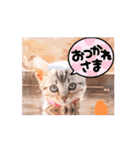可愛く動くにゃ！短足だっていいじゃん♪（個別スタンプ：8）