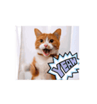 可愛く動くにゃ！短足だっていいじゃん♪（個別スタンプ：10）