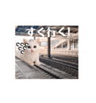 可愛く動くにゃ！短足だっていいじゃん♪（個別スタンプ：12）