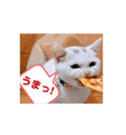 可愛く動くにゃ！短足だっていいじゃん♪（個別スタンプ：13）