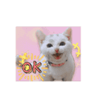 可愛く動くにゃ！短足だっていいじゃん♪（個別スタンプ：14）