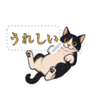 ハチワレ猫の暮らし《メッセージスタンプ》（個別スタンプ：12）