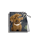 テディ 3（個別スタンプ：4）