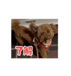 テディ 3（個別スタンプ：5）