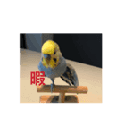 美ぃやちー（個別スタンプ：7）