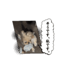ペキニーズのぽて（個別スタンプ：3）