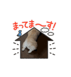 ペキニーズのぽて（個別スタンプ：6）