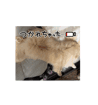 ペキニーズのぽて（個別スタンプ：10）
