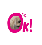 ペキニーズのぽて（個別スタンプ：11）