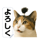 ちょんまげ猫(ネコ)のメッセージスタンプ（個別スタンプ：1）