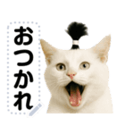 ちょんまげ猫(ネコ)のメッセージスタンプ（個別スタンプ：2）