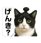 ちょんまげ猫(ネコ)のメッセージスタンプ（個別スタンプ：3）