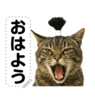 ちょんまげ猫(ネコ)のメッセージスタンプ（個別スタンプ：4）